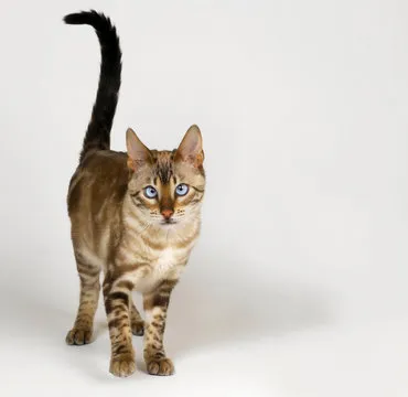 Expert Portrait
